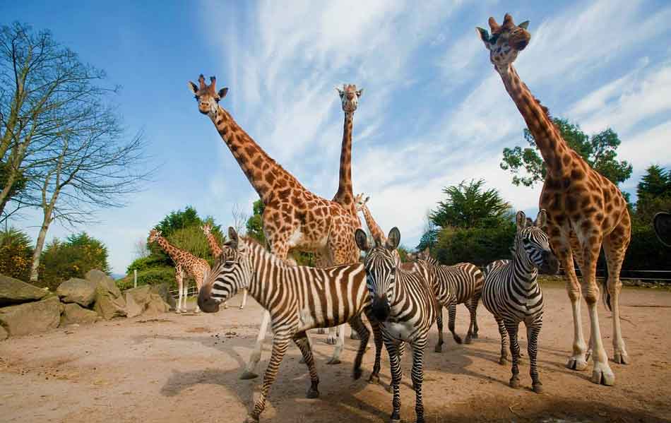 Belfast-Zoo.jpg