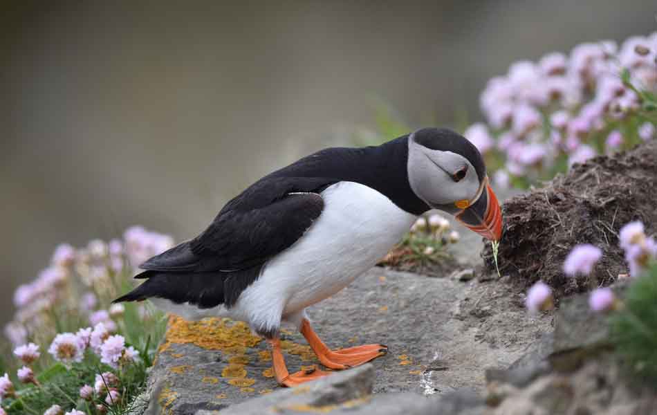 puffin