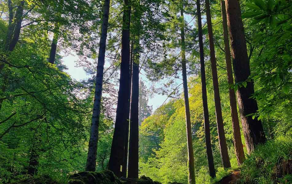 Tollymore-Forest.jpg